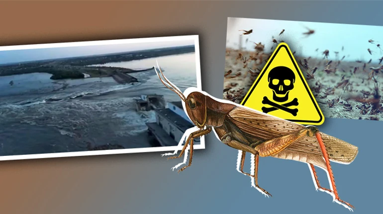 Насекомые-обжоры. Грозит ли Украине саранча и как ей противодействовать