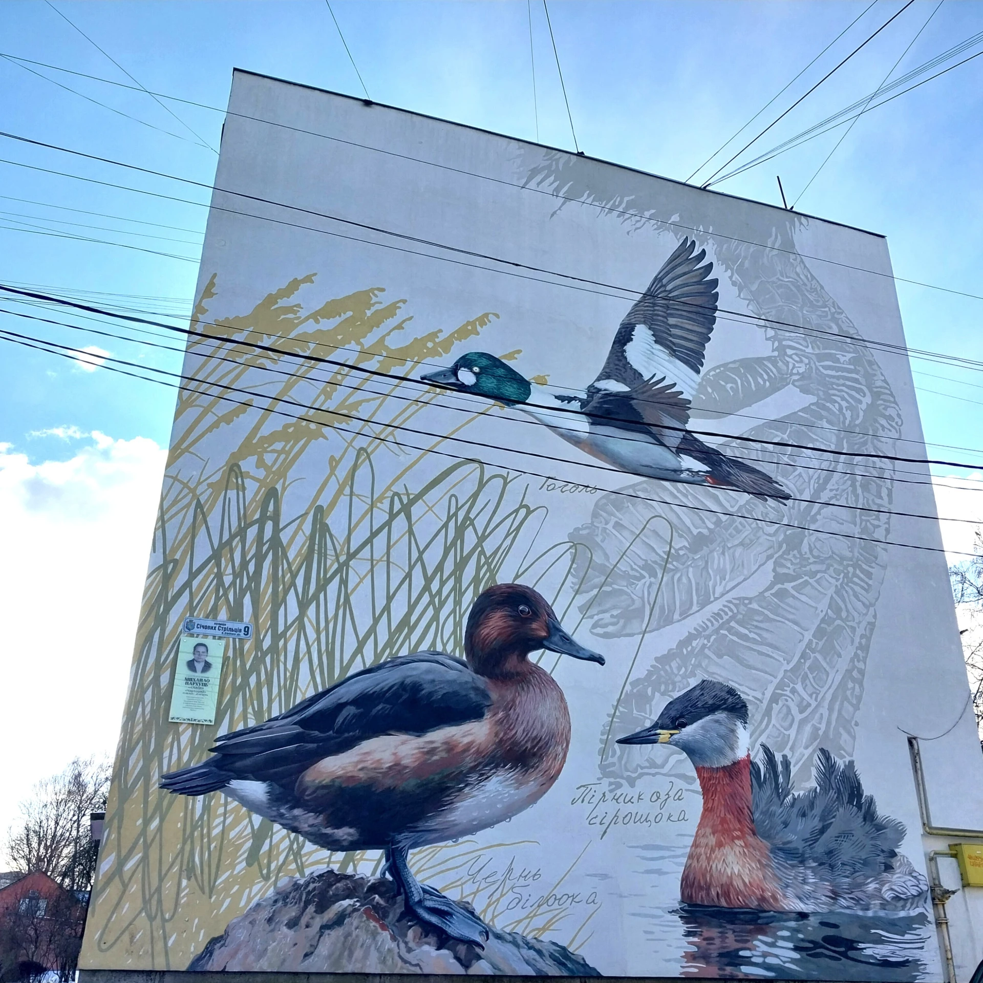 На нескольких многоэтажках города есть муралы с птицами, которых можно встретить на Бурштынском водохранилище, в том числе краснокнижными. Местное море – популярное место среди бердвотчеров