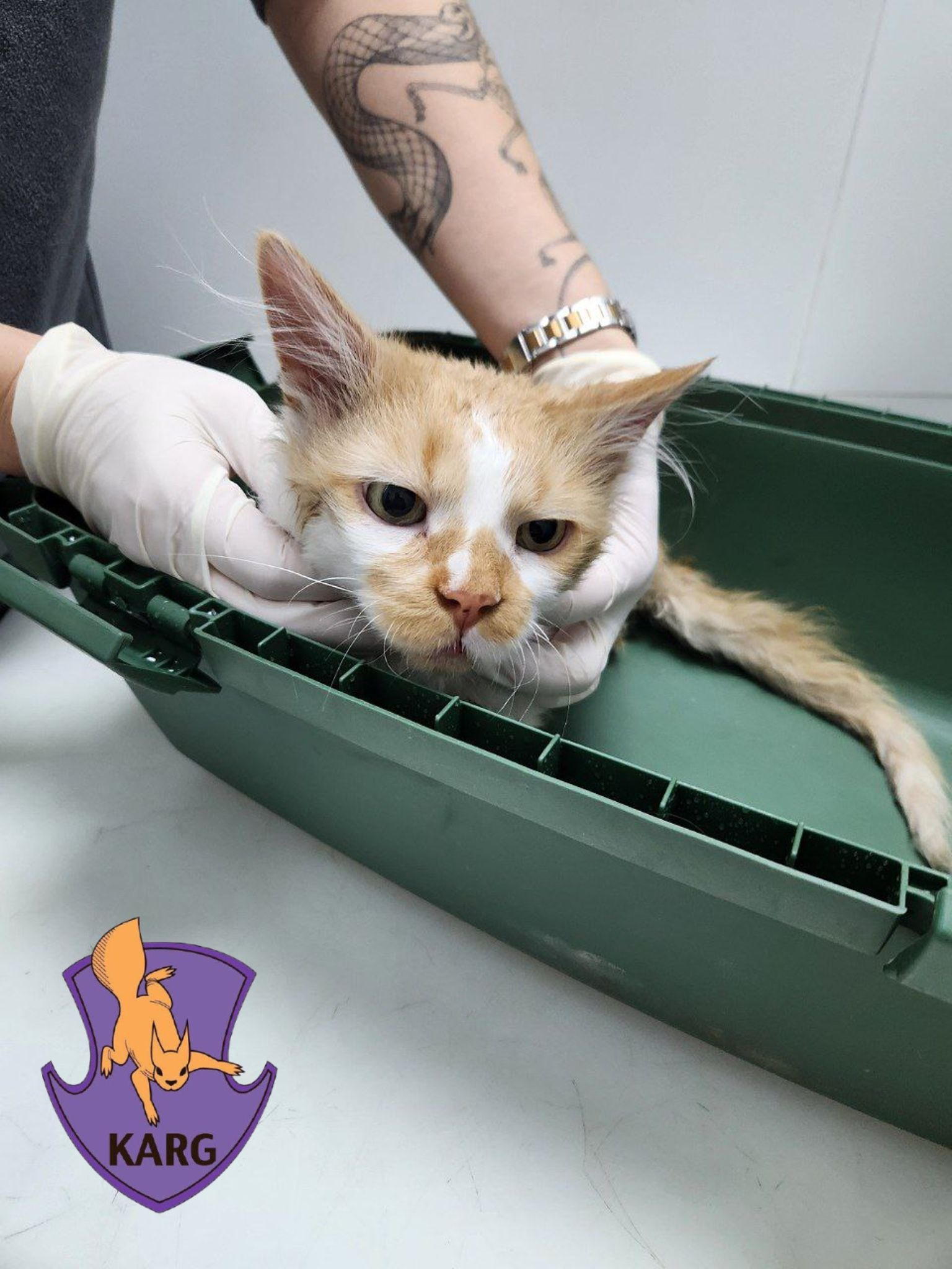 Russian nighttime attack on Kyiv: animal rescuers save three cats