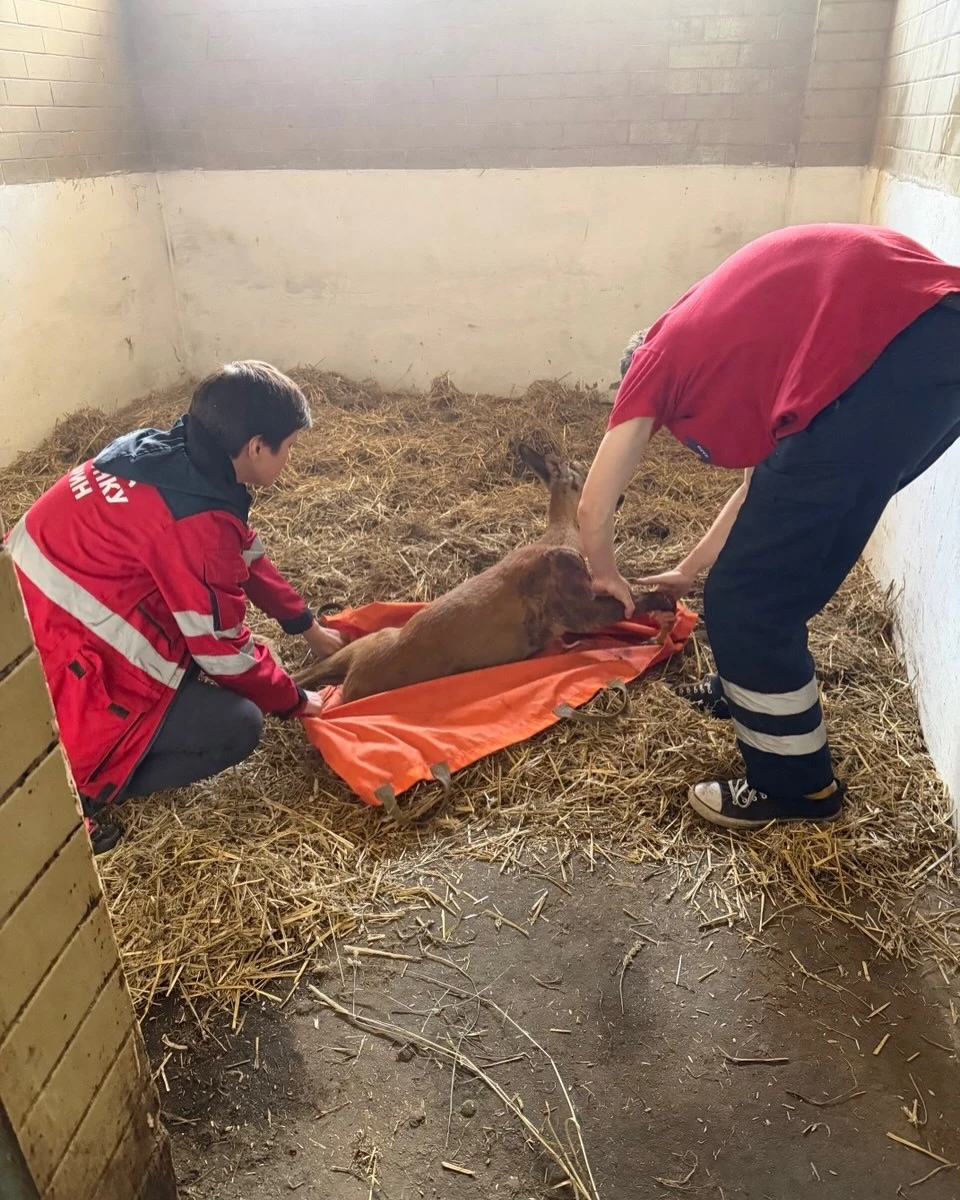 The roe deer was seriously injured while trying to escape the trap on its own