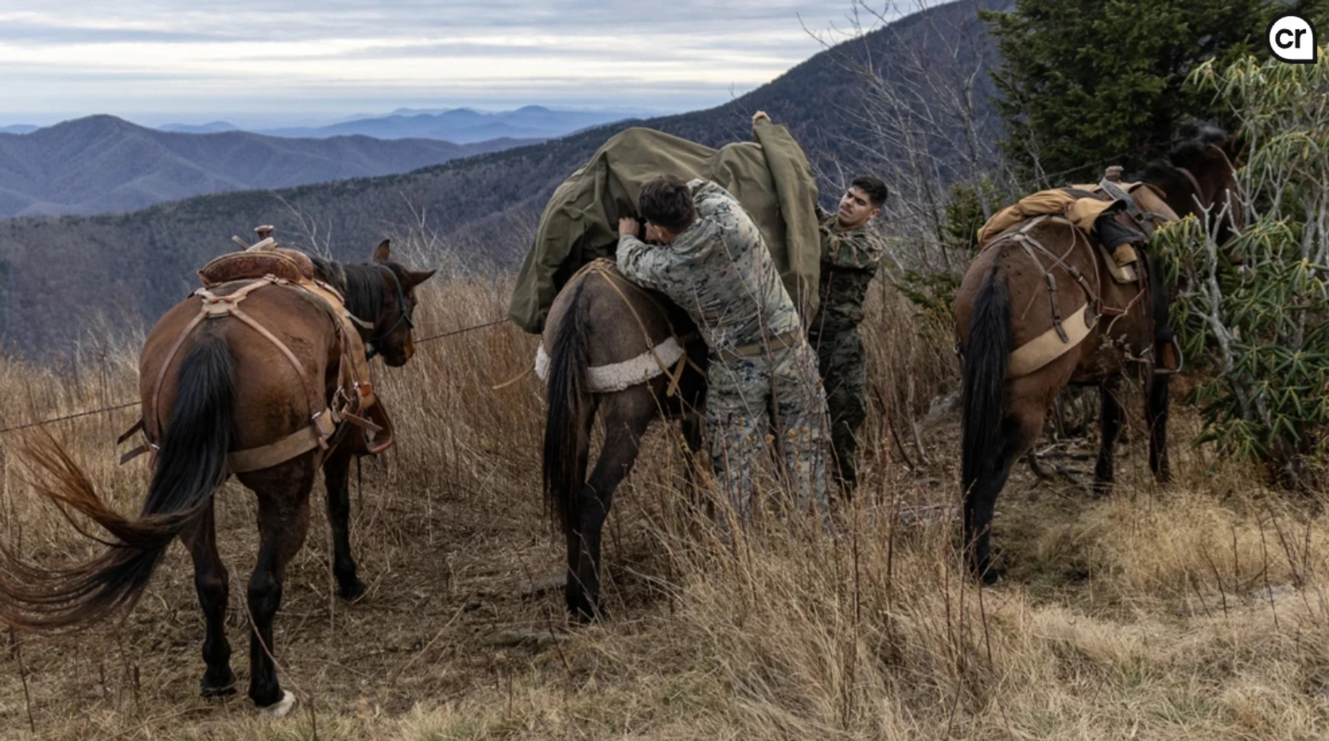 Training of US Marine Corps and Special Operations Forces units in the use of pack animals in military logistics (USA, 2019-2025).