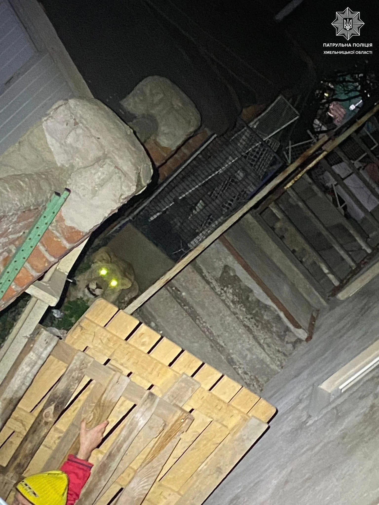 found a lioness, photo: Patrol Police of Khmelnytskyi region
