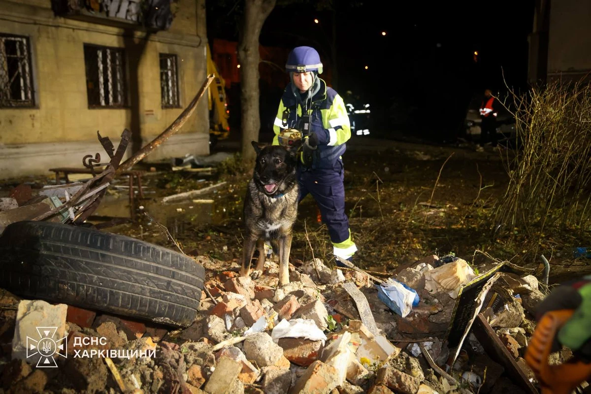 A search-and-rescue dog