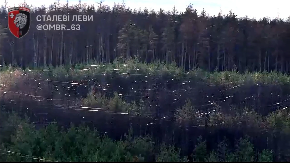 fibre-optic cable settled on trees in the Serebrianka Forest.