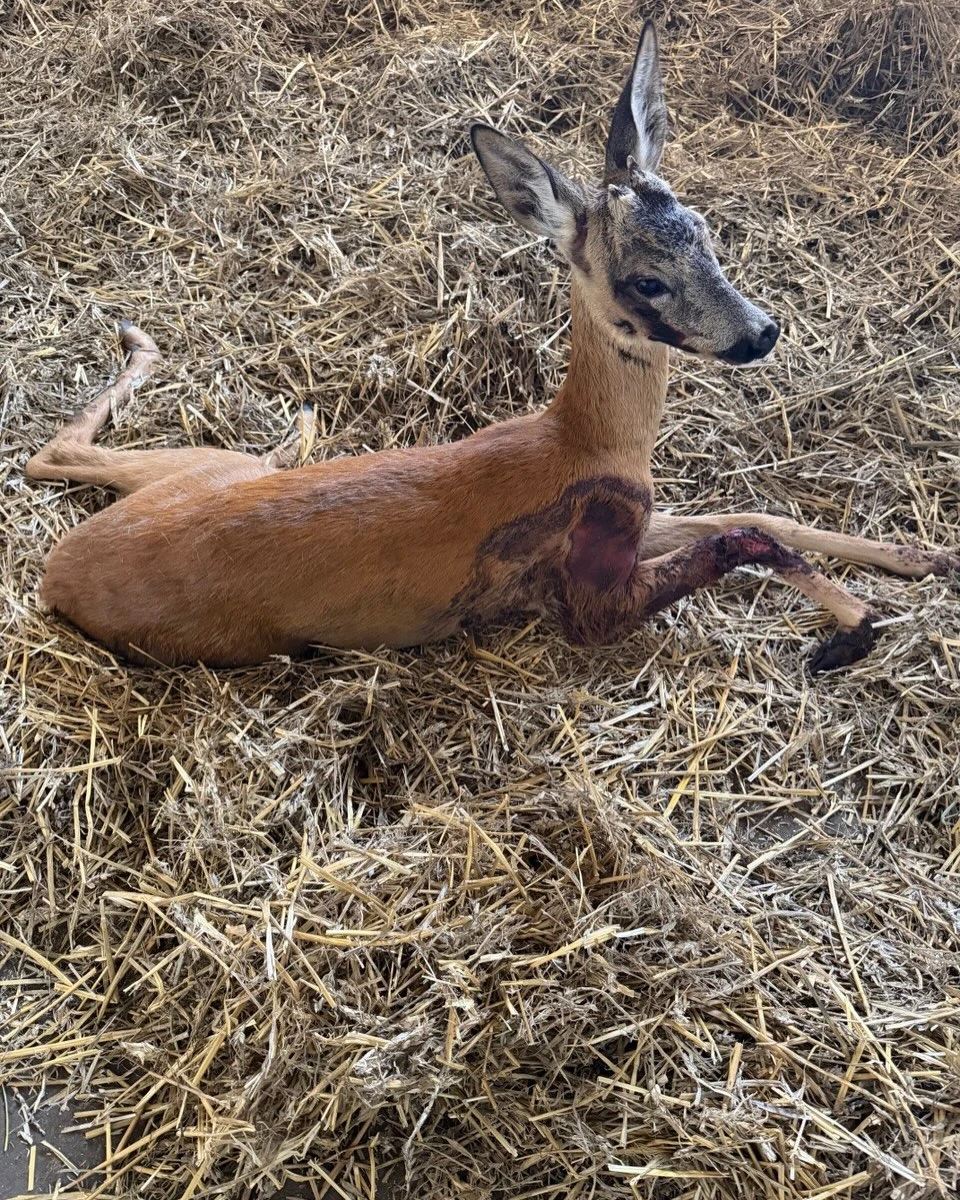 The roe deer was seriously injured while trying to escape the trap on its own