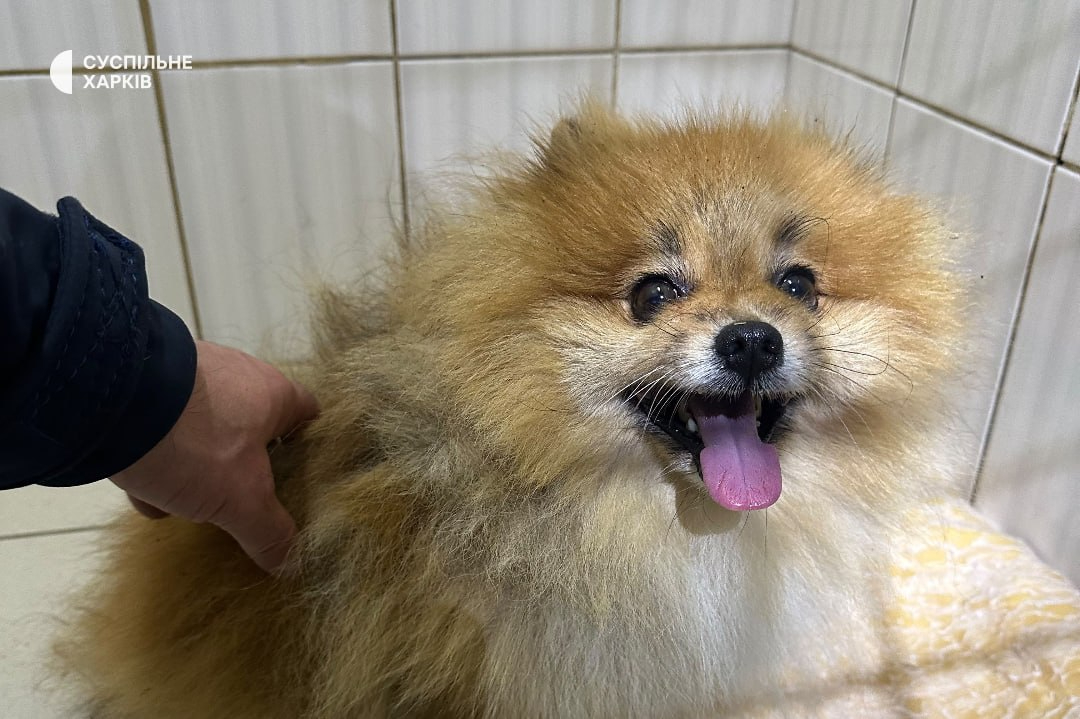 The Spitz rescued from the car after the attack Photo: Bohdan Hladkykh