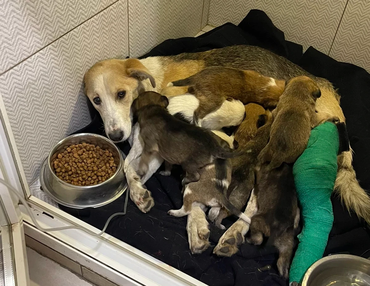 A dog named Isolde whom volunteers rescued from the Pokrovsk front. November 2024.