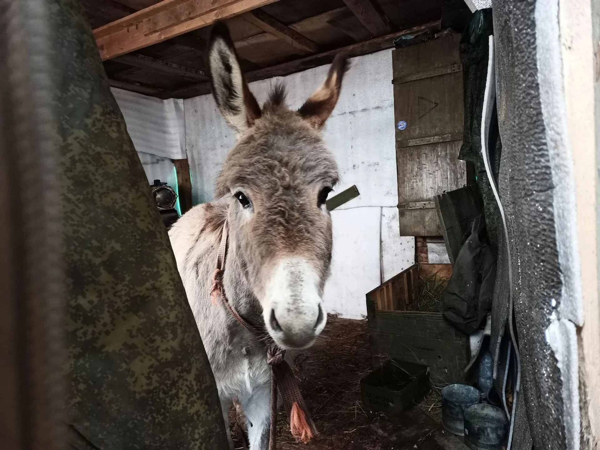 Photos and videos from open sources confirm that the Russian Armed Forces are systematically using donkeys as pack animals for logistical tasks in the frontline zone.