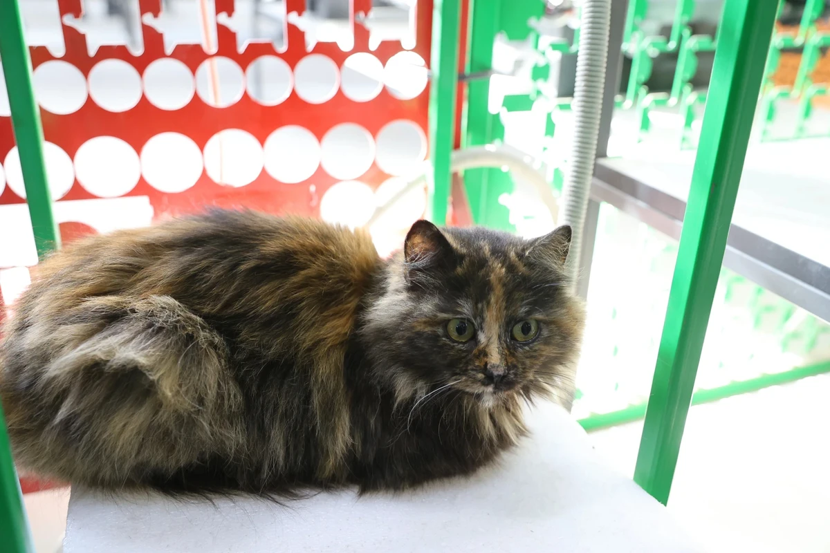 A cat perched next to the drop-mechanism testing station