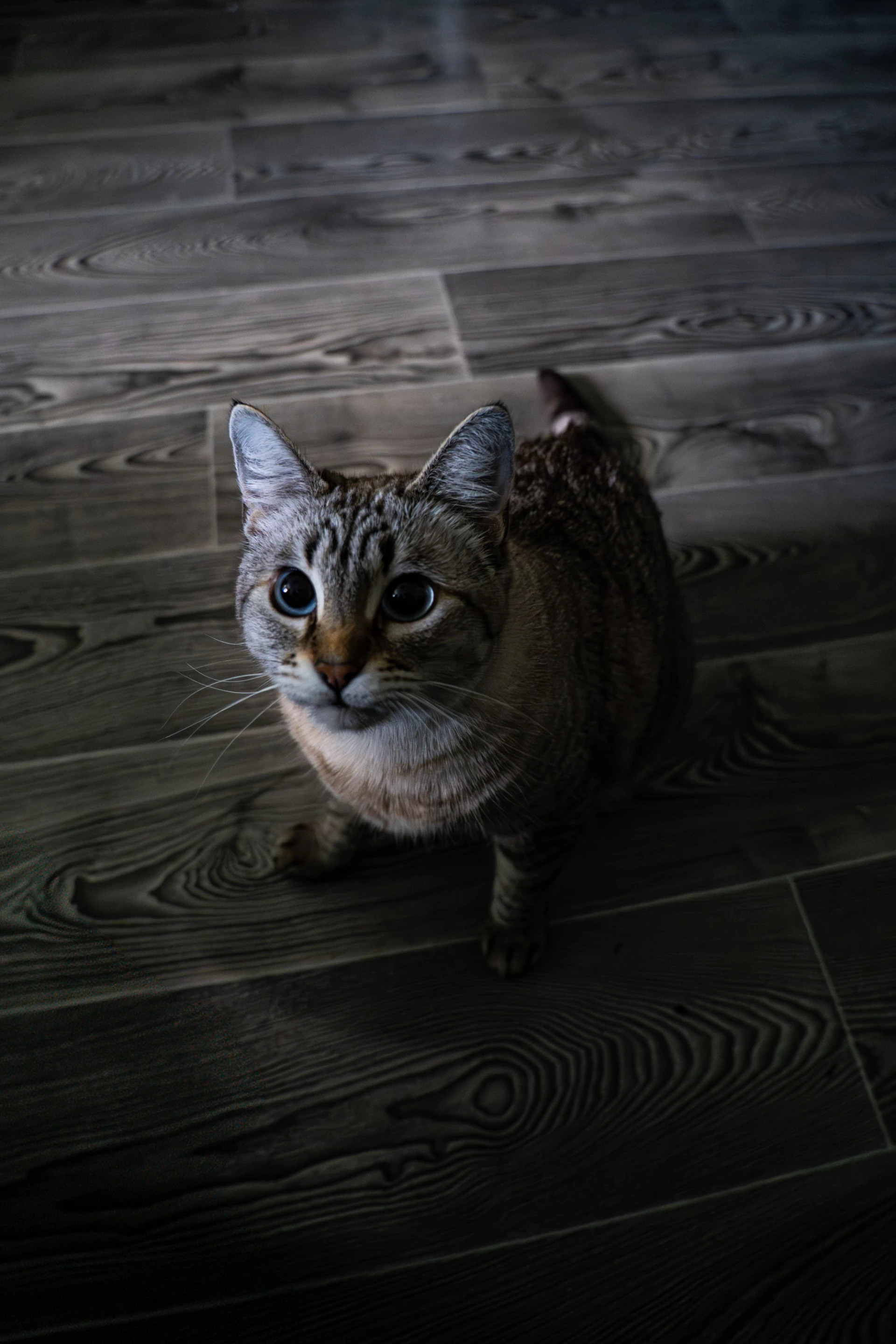 Mykola Ivanchenko's cat Rusya, who appeared in his flat shortly after Aleksyuk's death. Photo: Natalie Berry