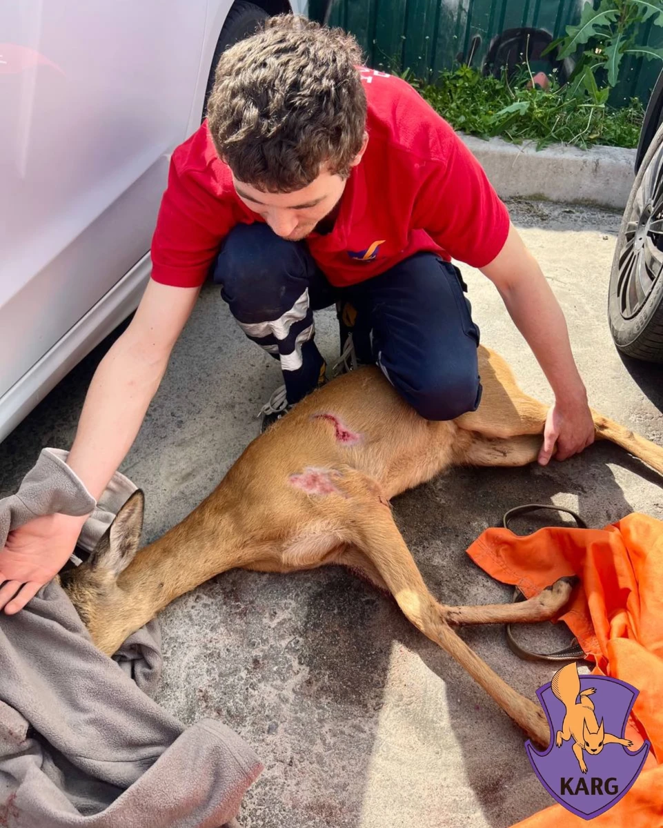 The roe deer was seriously injured while trying to escape the trap on its own