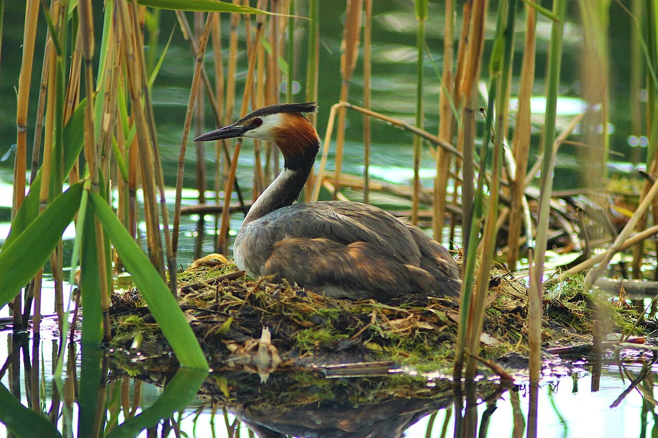A great crested grebe