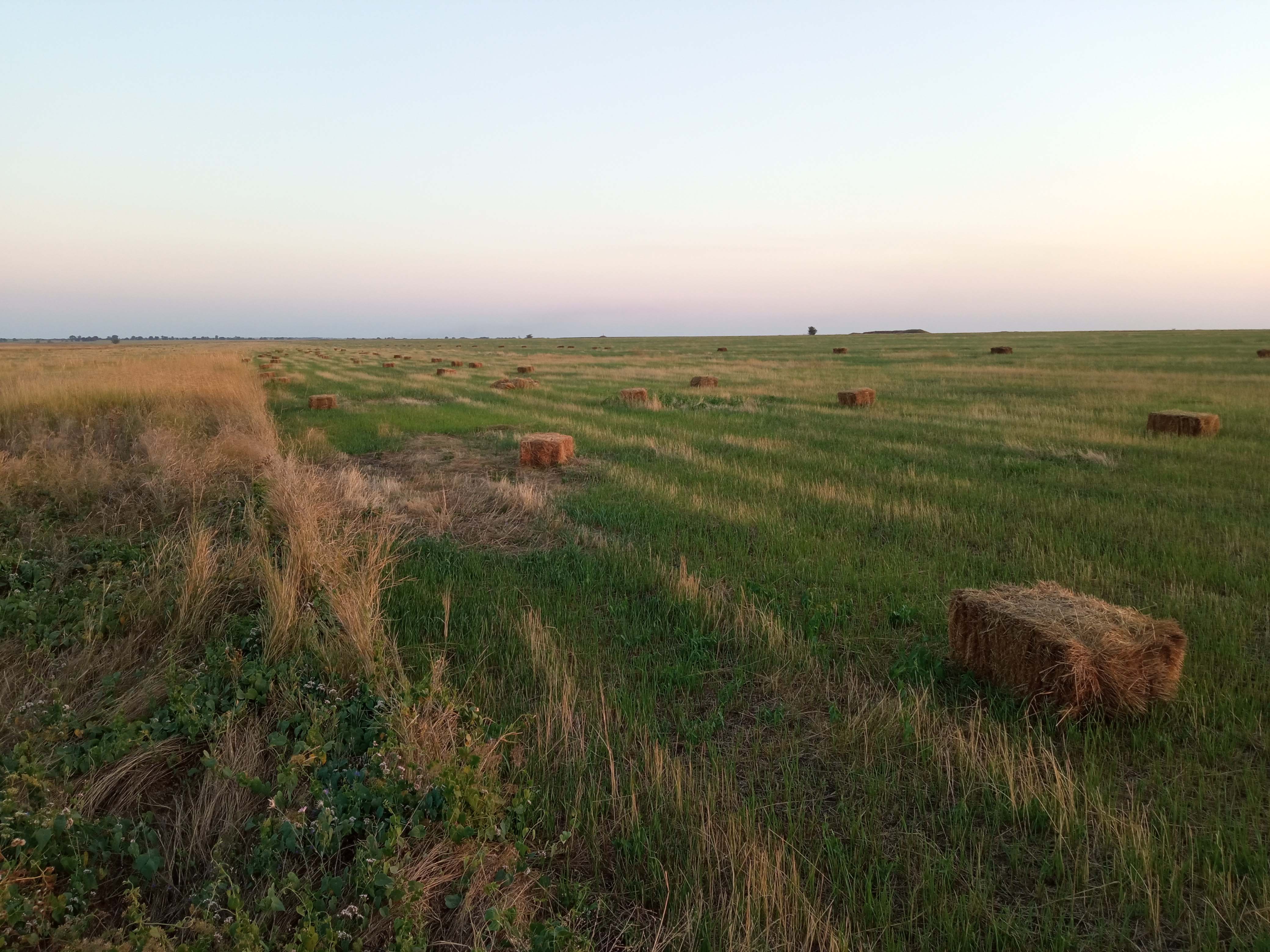 Сінокосіння на початкових етапах допомагає відновити дику природу на розораних ділянках степу. 
