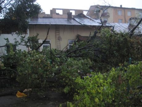Сильный ветер с дождем повалил 47 деревьев Сильный ветер с дождем повалил 47 деревьев