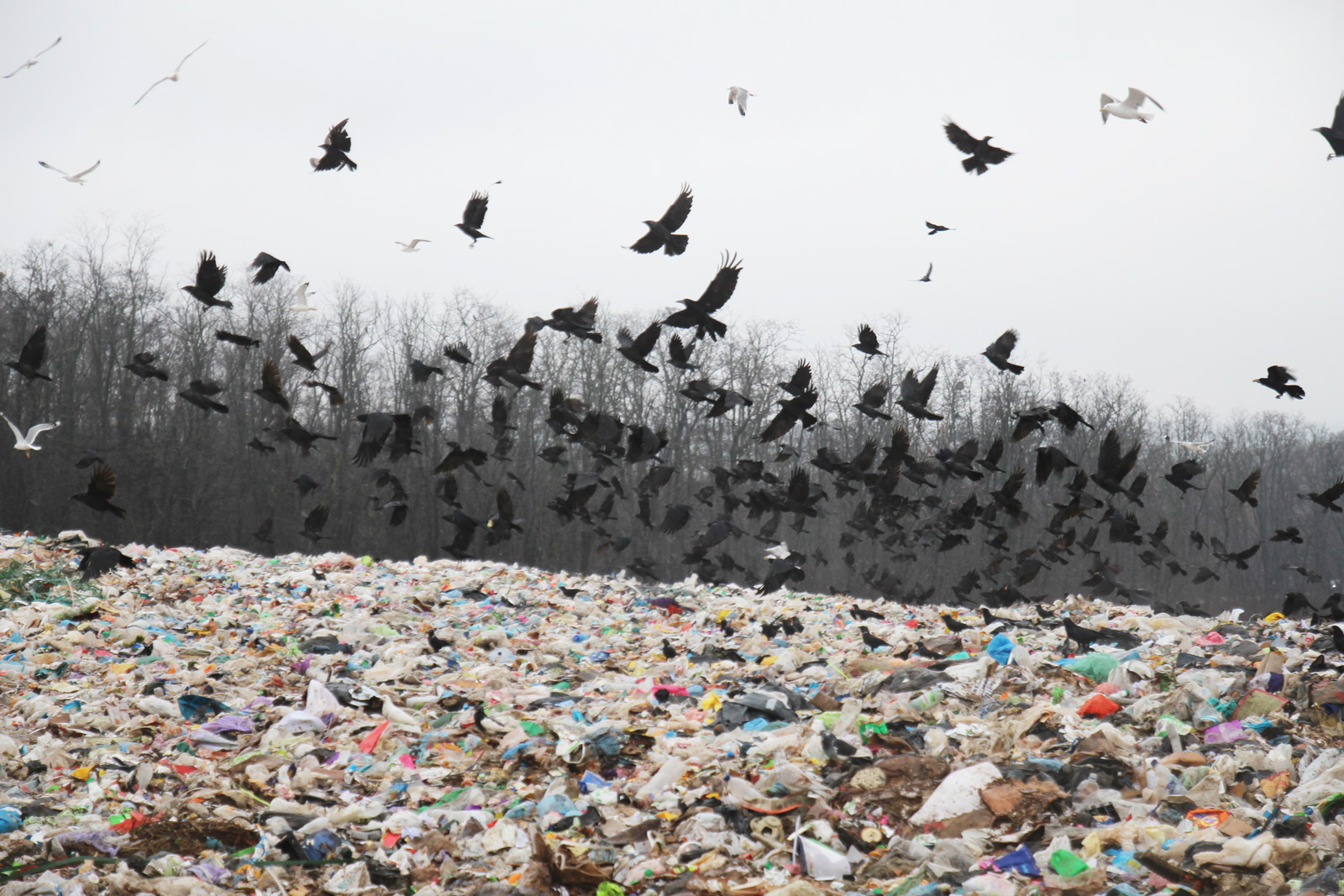 vorony na smittesvalyschsi