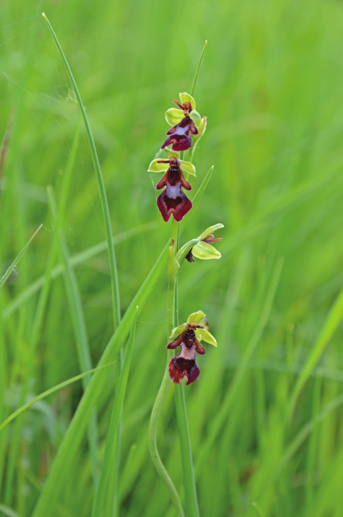 Ophrys insectifera – офрис комахоносна, або  комашник мухоносний на Чортовій Горі