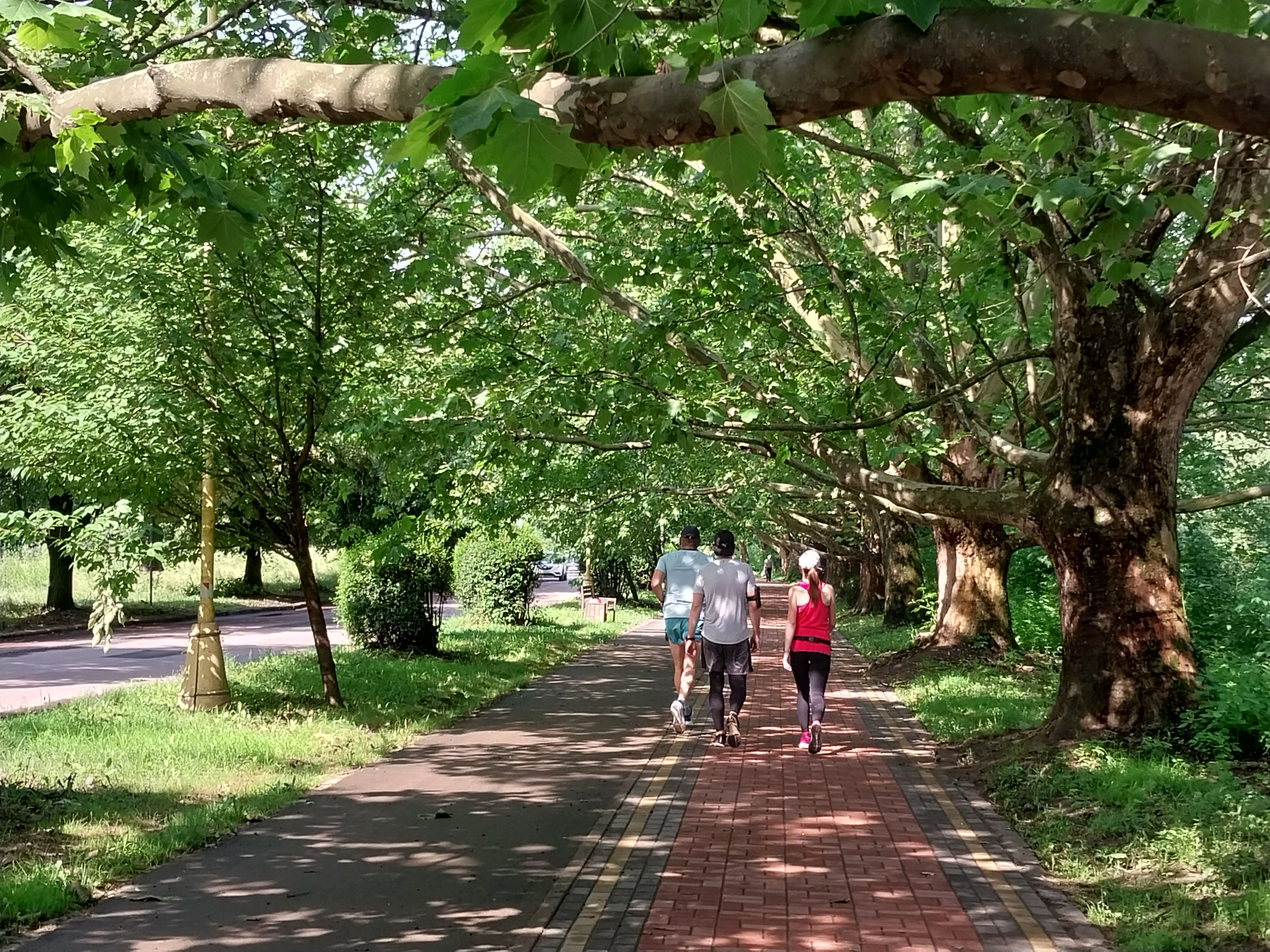 Платанова алея, яка веде до Боздоського парку