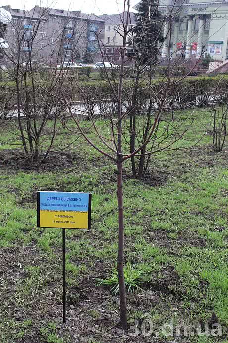 Горобина, яку посадив Янукович, відмовилася рости