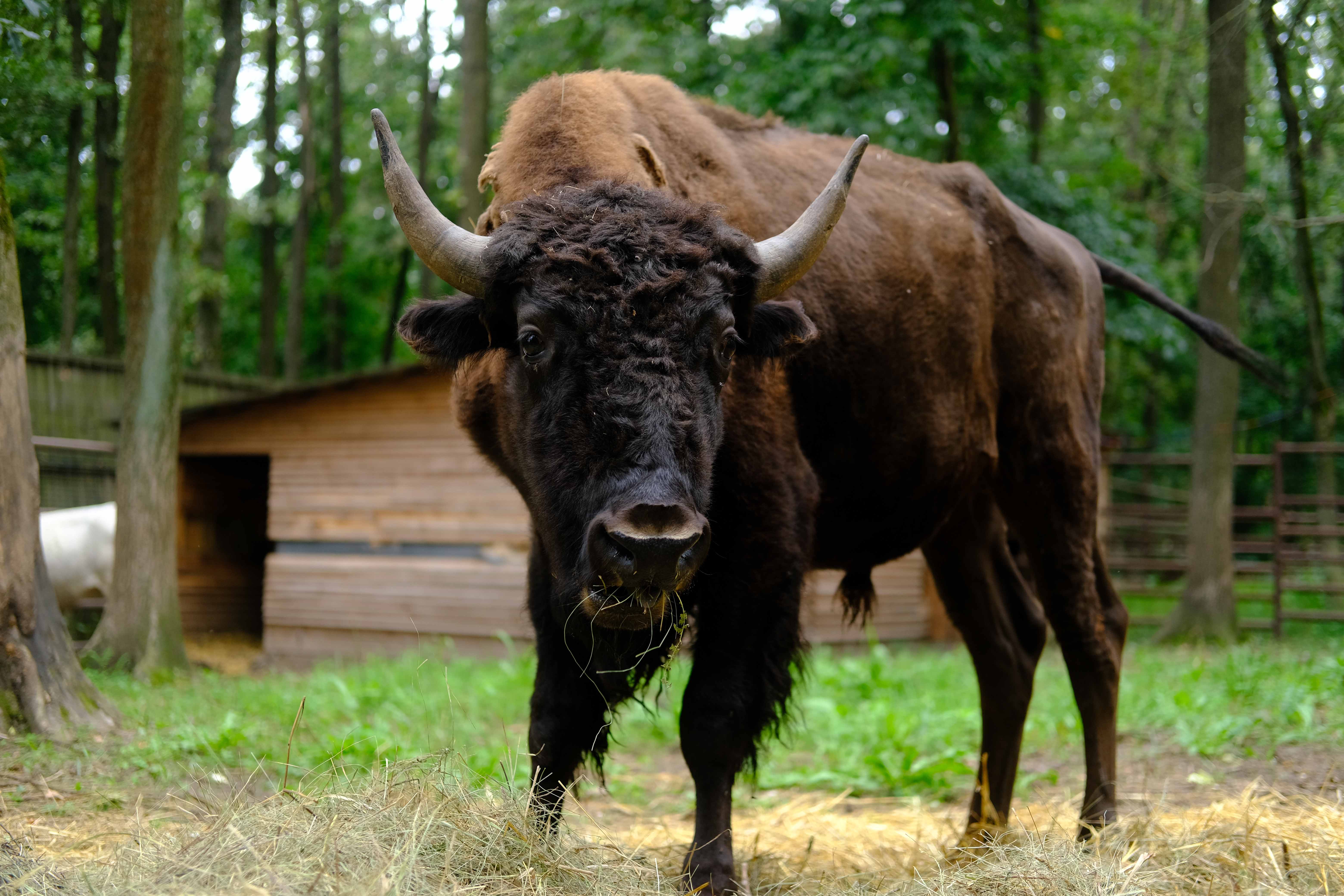На тлі своїх сусідів бізон Сашко виглядає відлюдником