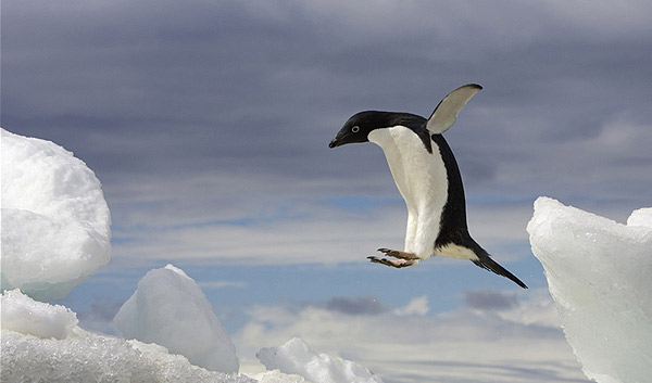 Автор цього фото - Ральф Лі Гопкінс - зумів упіймати мить, коли пінгвін Аделі застрибував на айсберг біля Антарктичного півострова. (RALPH LEE HOPKINS/National Geographic) Автор цього фото - Ральф Лі Гопкінс - зумів упіймати мить, коли пінгвін Аделі застрибував на айсберг біля Антарктичного півострова. (RALPH LEE HOPKINS/National Geographic)