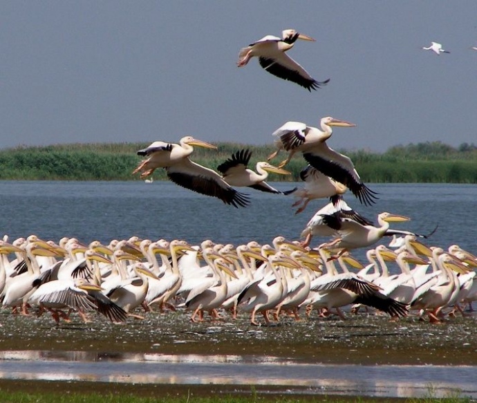 Для птахів біосферний заповідник - рідний дім