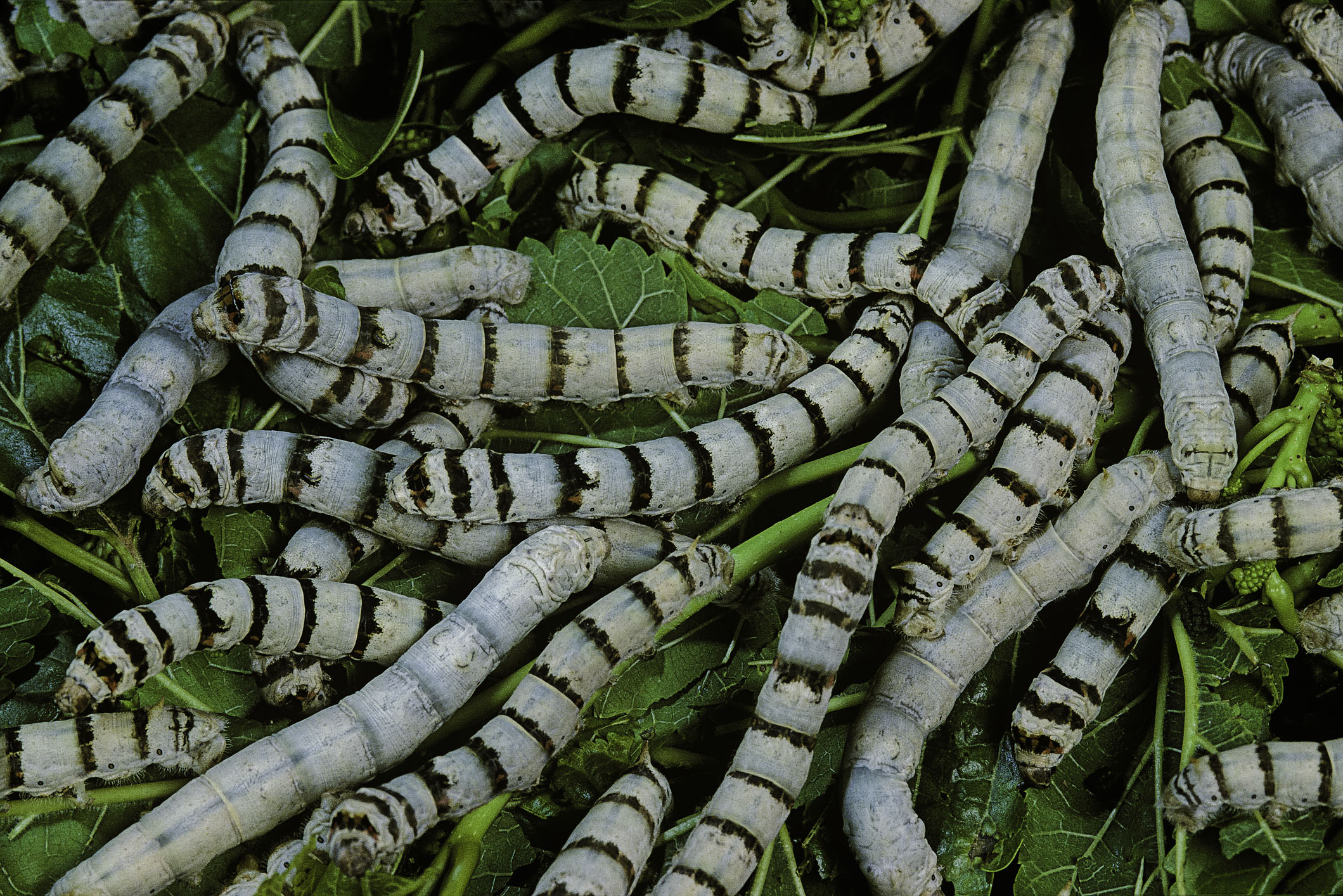 Гусінь шовкопряда – однієї із лише кількох комах одомашнених людиною