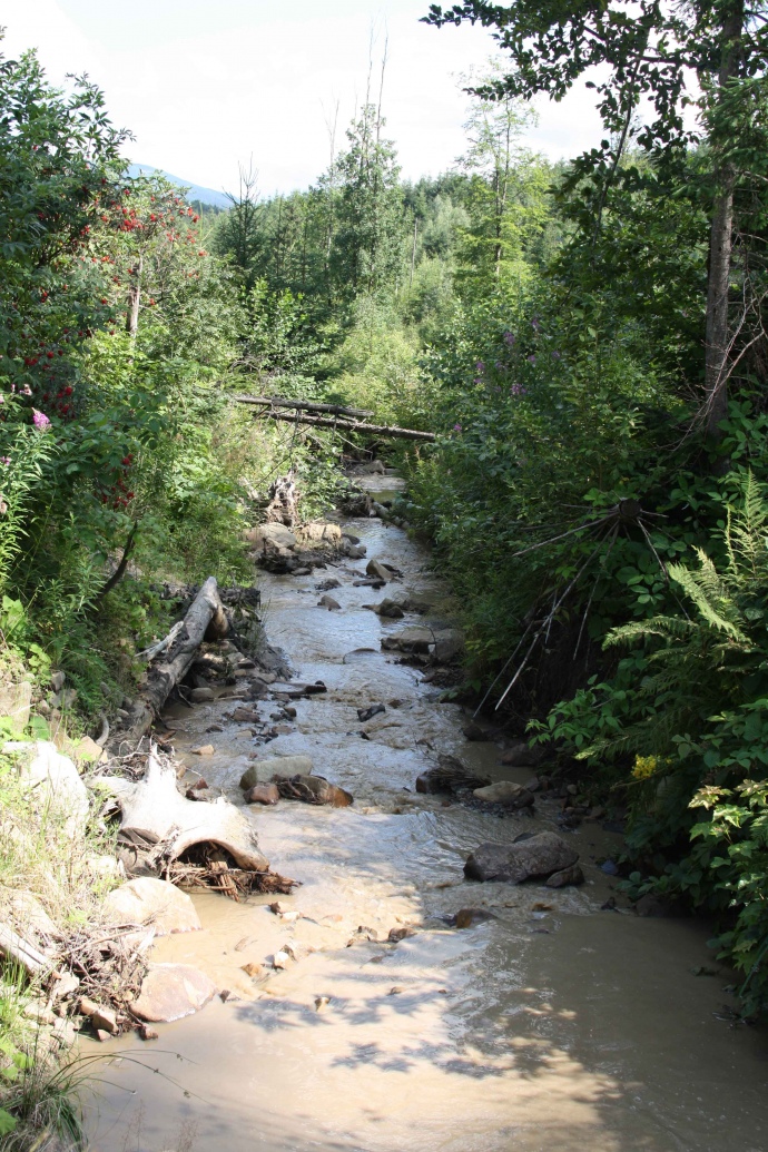 Зазвичай вода в Карпатських струмках абсолютно прозора. Але тут вона каламутна, бо за словами Єгора Гриника десь вище руслом струмка їздить техніка