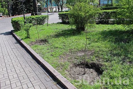 Новий саджанець