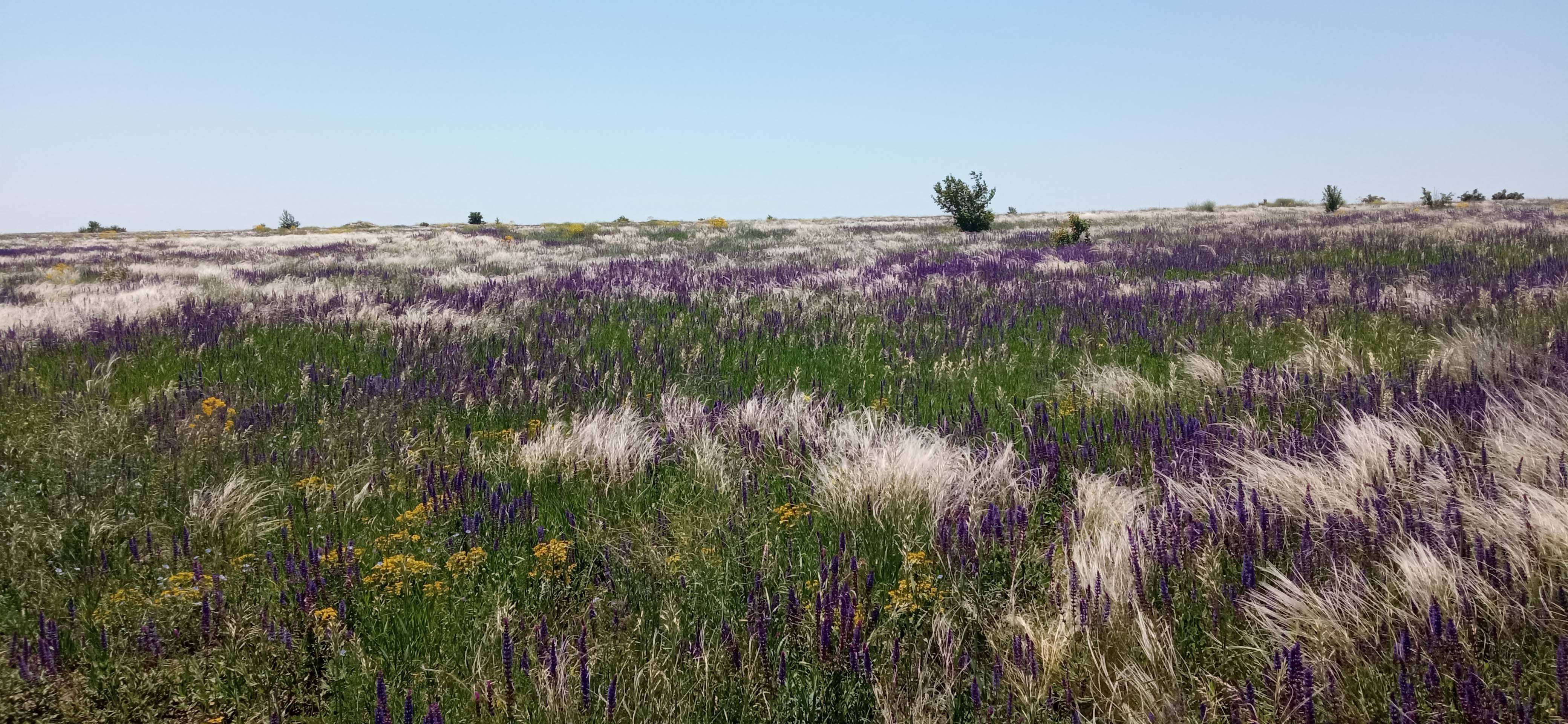Ділянка так званого еталонного степу. Це означає, що він зберігся в максимально можливому дикому вигляді.