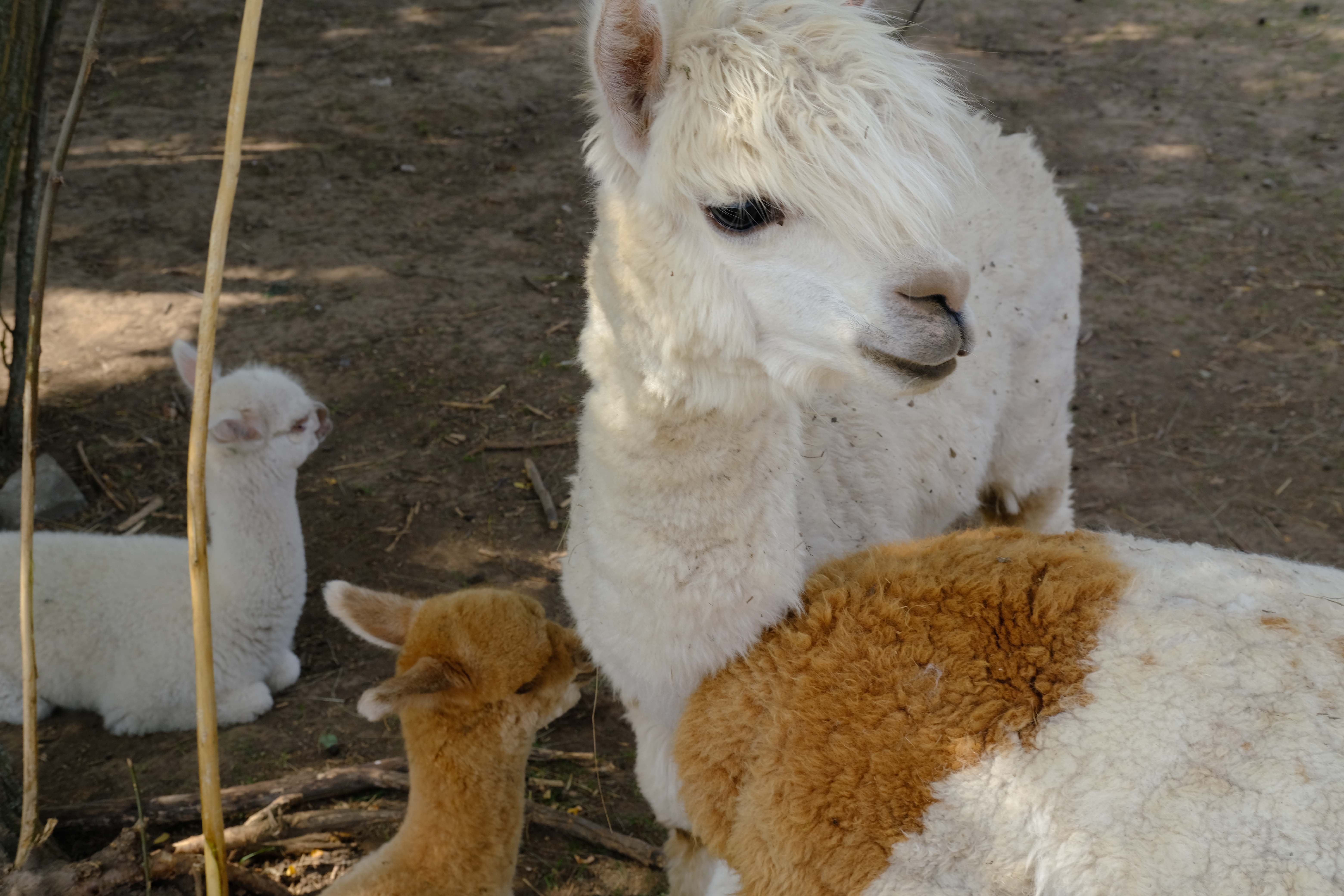 Альпаки – улюбленці відвідувачів екопарку
