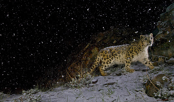 Стів Вінтер почав працювати для National Geographic у 1991 році. Цей знімок сніжного барса він зробив за допомогою дистанційної камери в індійському Кашмірі. (STEVE WINTER/National Geographic) Стів Вінтер почав працювати для National Geographic у 1991 році. Цей знімок сніжного барса він зробив за допомогою дистанційної камери в індійському Кашмірі. (STEVE WINTER/National Geographic)