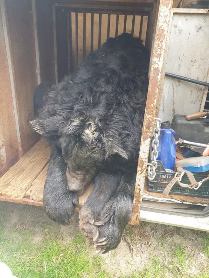 A bear with a concussion was found near de-occupied Lyman