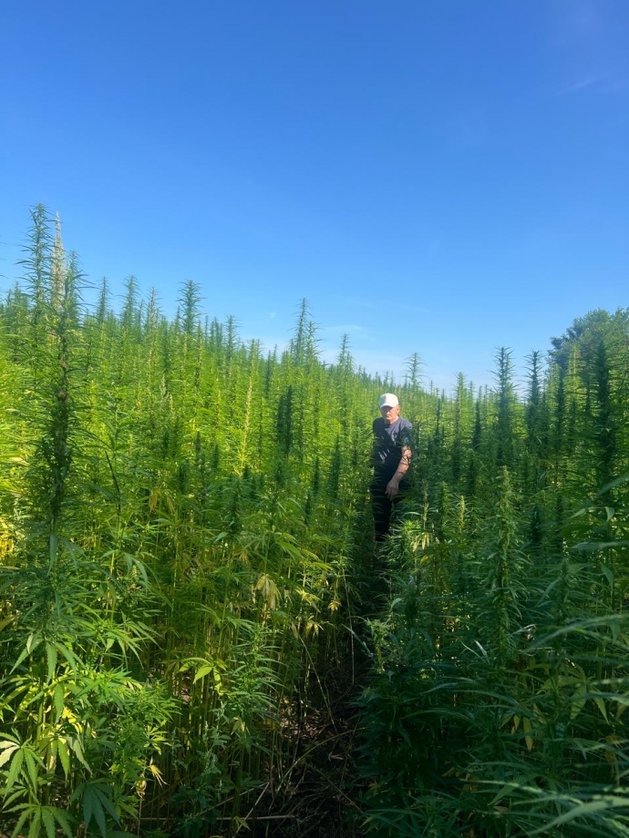 Сентябр Магамедрасулов посеред конопляного поля в Бердичеві
