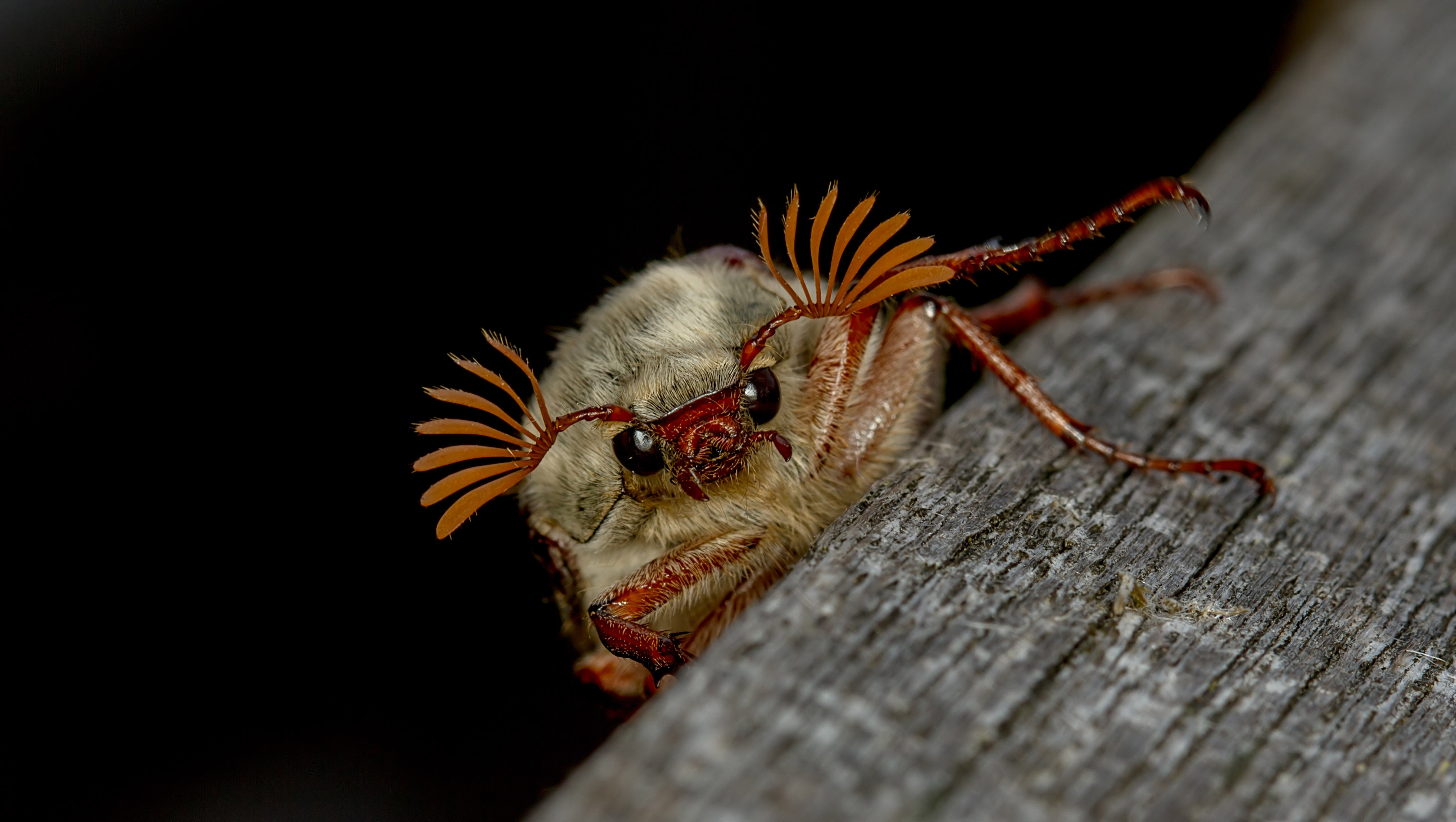 Той самий хрущ, суп із якого ще відносно недавно вважався делікатесом в деяких країнах Європи