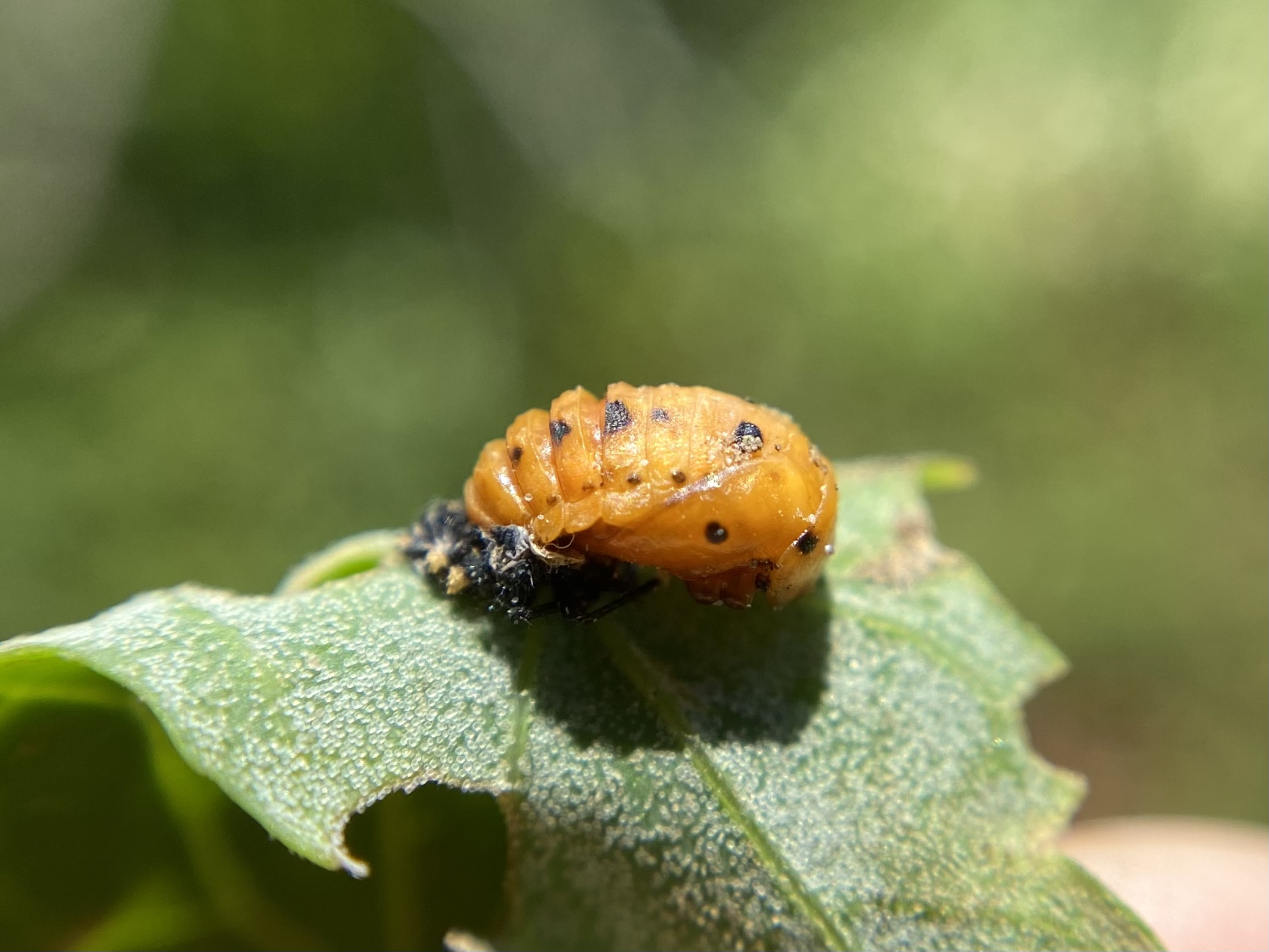 Личинка колорадського жука