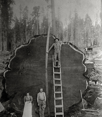 На продаж були виставлені вкрай рідкісні зображення, наприклад, цей архівний знімок 1892 року лісорубів на тлі велетенського червоного дерева. (BECKWITH, N.E. /National Geographic) На продаж були виставлені вкрай рідкісні зображення, наприклад, цей архівний знімок 1892 року лісорубів на тлі велетенського червоного дерева. (BECKWITH, N.E. /National Geographic)