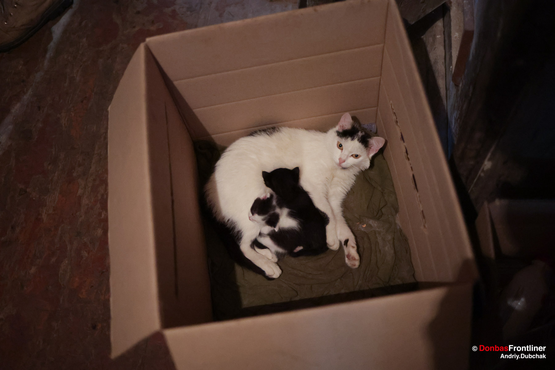 Поруч з нами увесь час лежала кицька на ім’я 