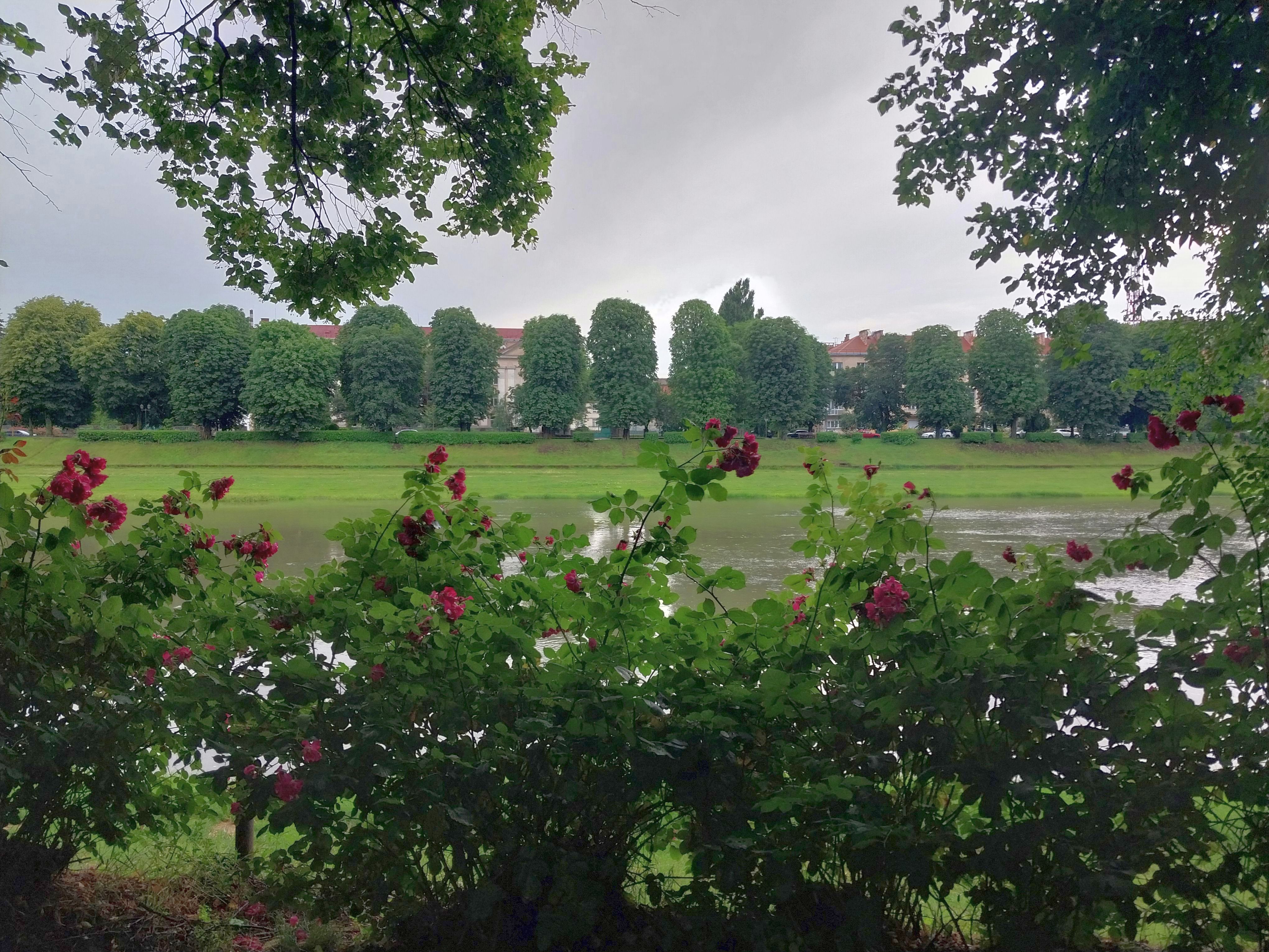 Липову алею на правому березі Ужа висадили чехи наприкінці 1920-х