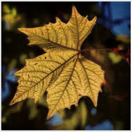 Фото, яке Медведєв розмістив у своєму блозі 