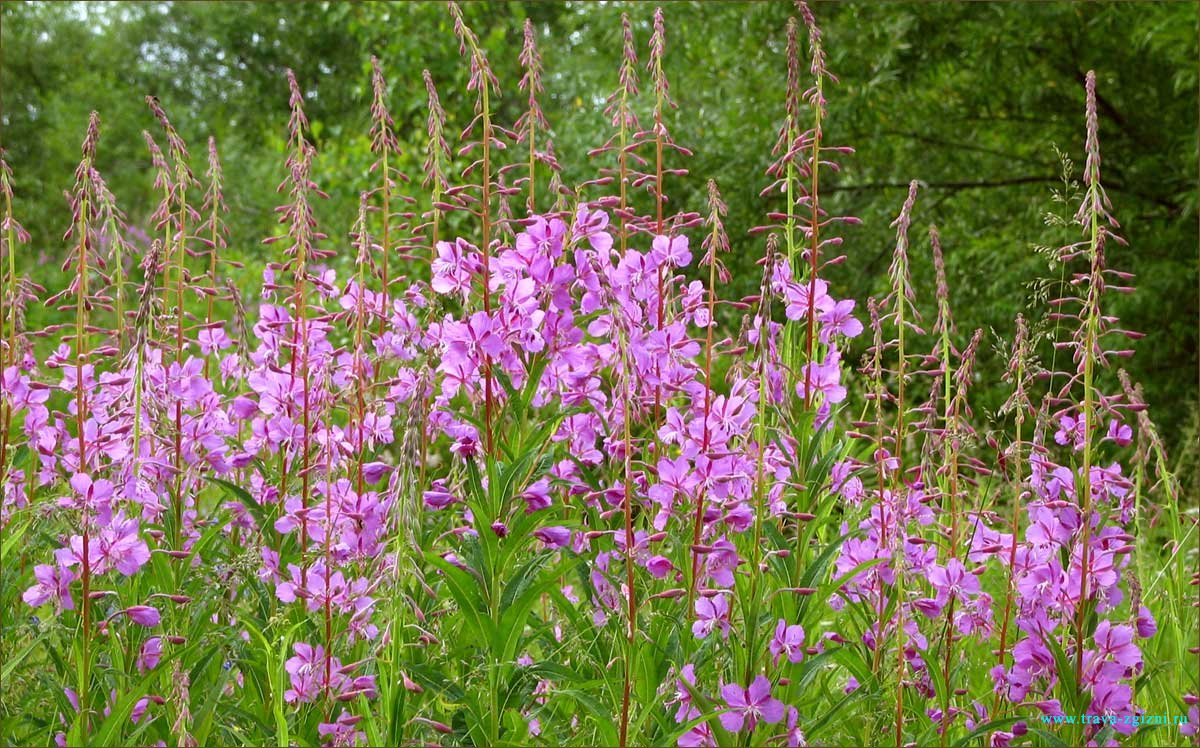 Хамеріон вузьколистий відомий, також, як іван-чай – одна з тих рослин, які охоче виростають на місці лісових пожеж. Такі рослини ще називають піонерами згарищ.