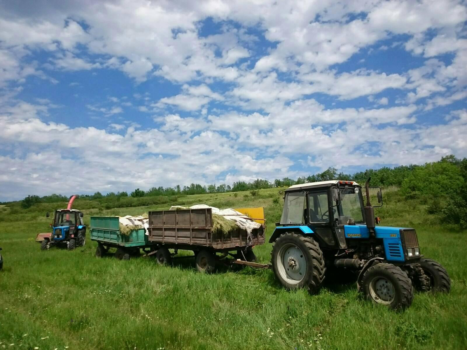 Збирати насіння диких трав у великих масштабах складно, оскільки для цього немає спеціальної техніки. Тому замість того, щоб збирати насіння, скошують траву із насінням. Потім її розкидають на ділянці, яку потрібно засіяти