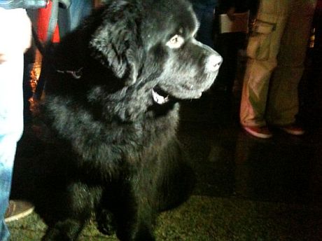 Пес-евроинтегратор. Фото Оксаны Коваленко