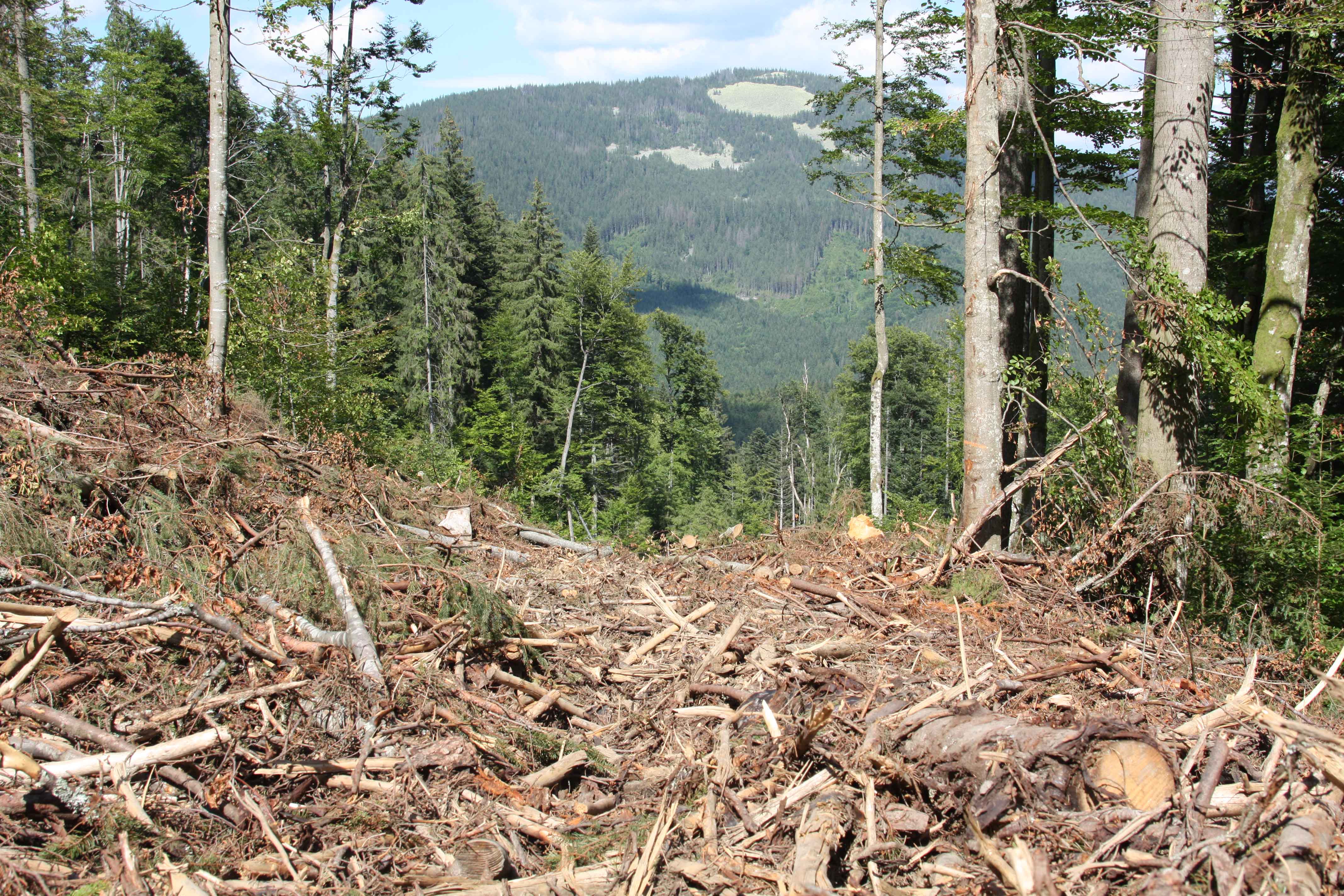 Так виглядає місце, де ще зовсім недавно ріс справжній старовіковий ліс. В порівнянні зі штучними, такі ліси особливо цінні для збереження біорізноманіття – різних видів тварин, рослин та грибів