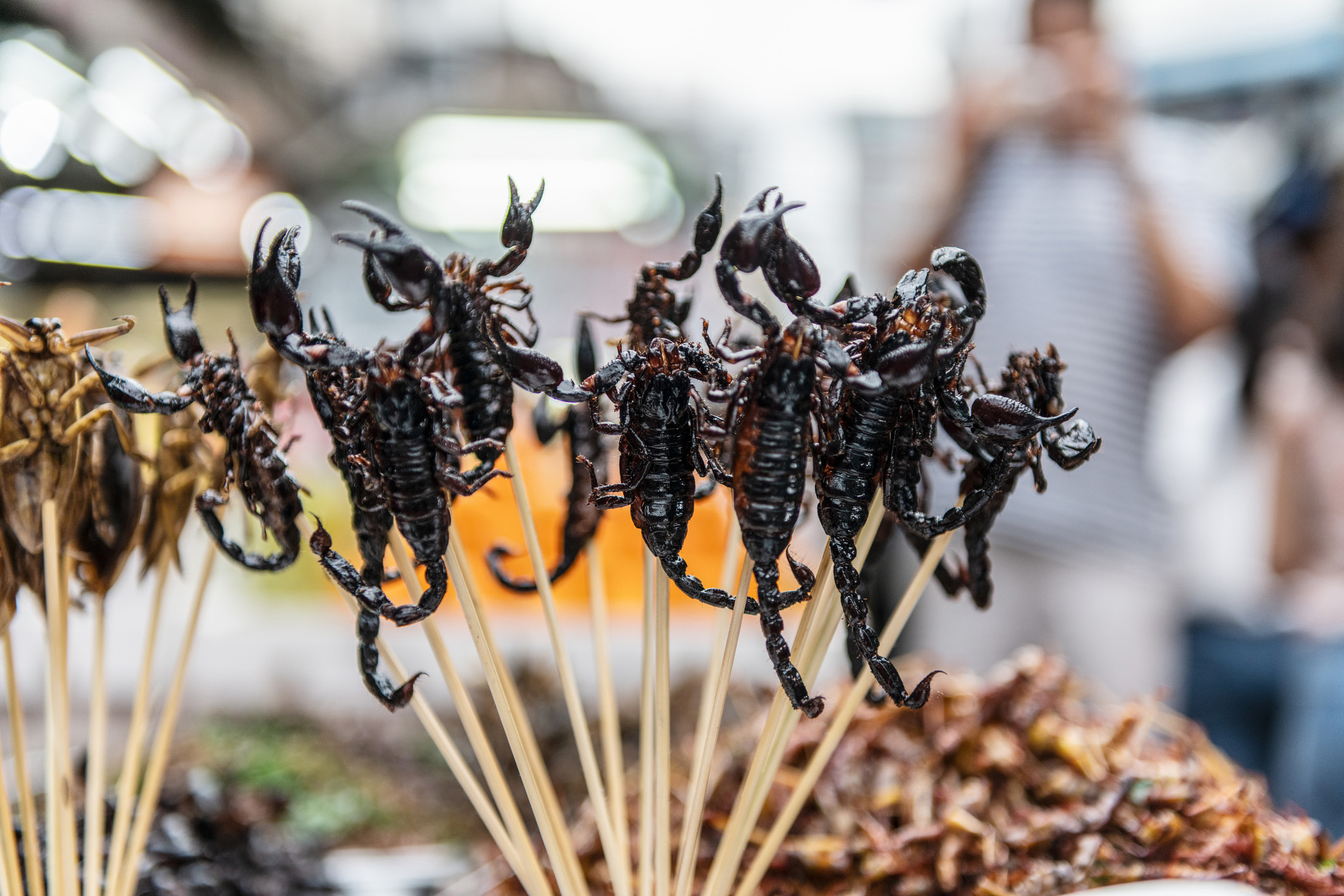 Не лише комахи, але й інші членистоногі, такі як павуки чи скорпіони можуть розглядатися як альтернатива звичному м'ясу