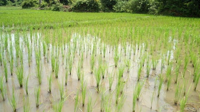 Рисові поля для багатьох є екзотикою, але точно не в Бессарабії