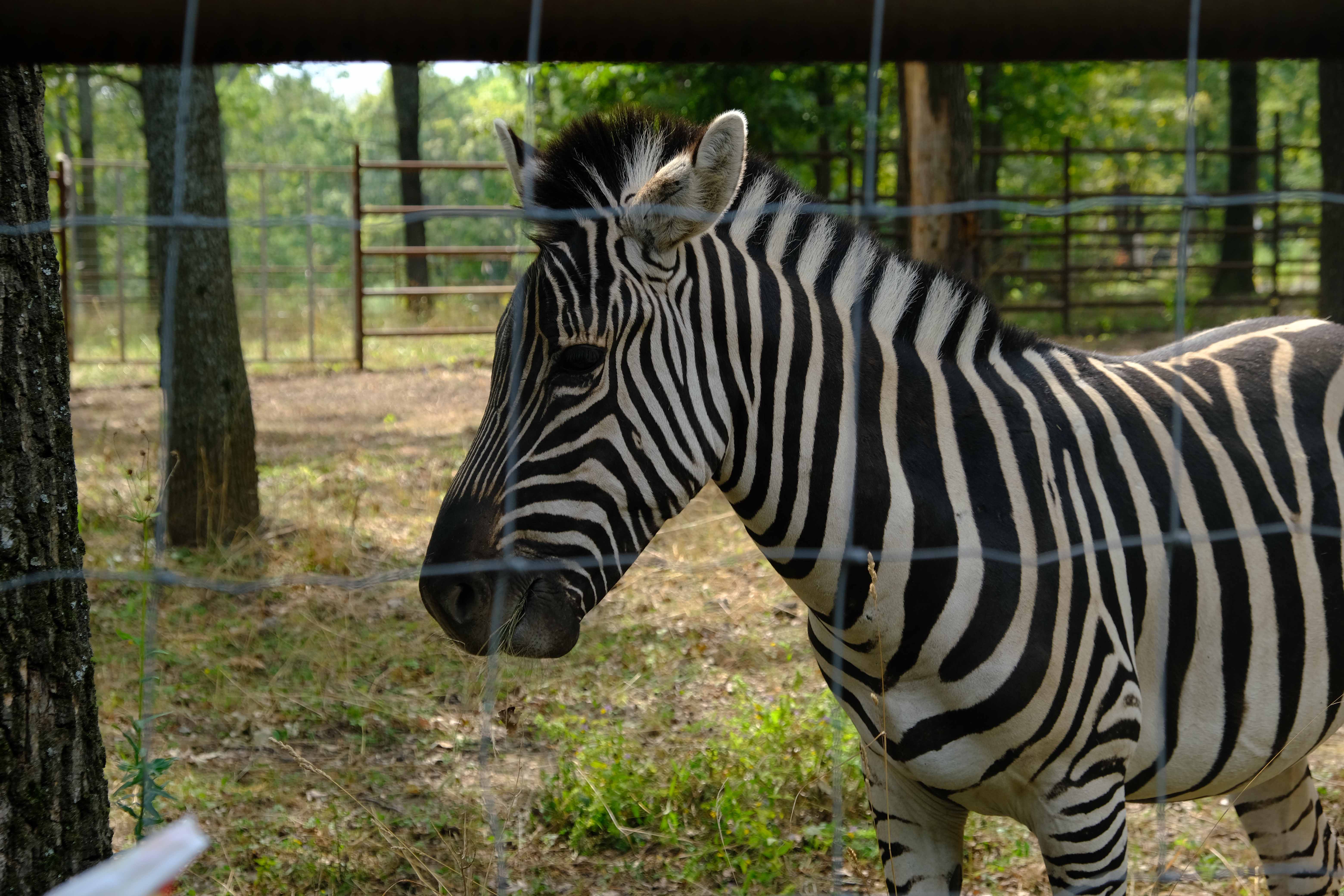 До екопарку вже повернулися дві зебри, чотири угорські корови, муфлони, лосиха, два яки, бізон тощо