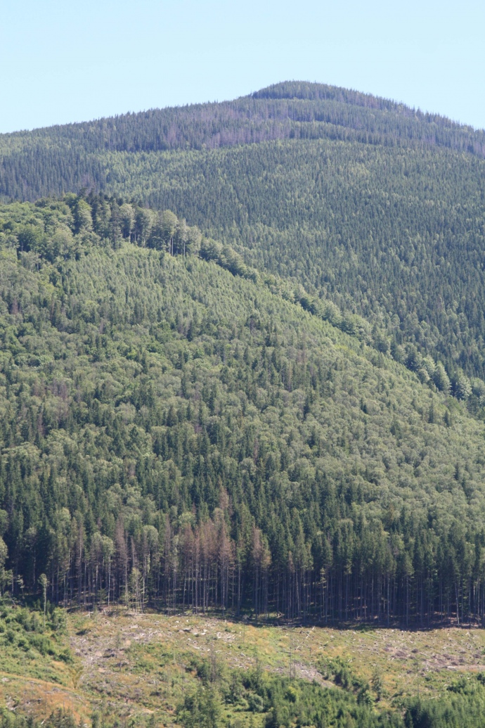 Це правда, що ліси в Карпатах сохнуть. Але, як правило, це відбувається через те, що їх рубають. Чим більше рубають, тим більше вони сохнуть