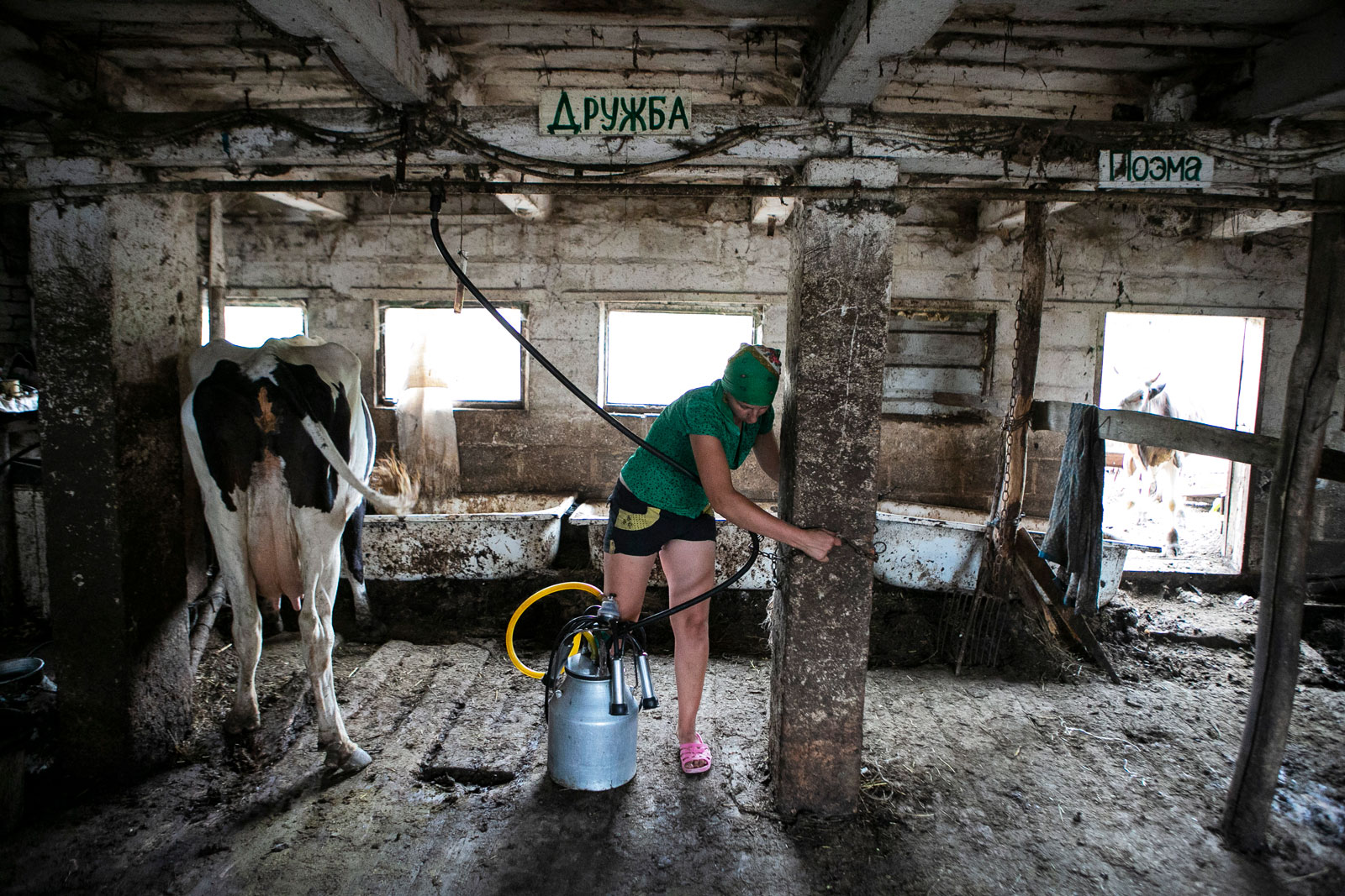 doinnya korovy v komuni
