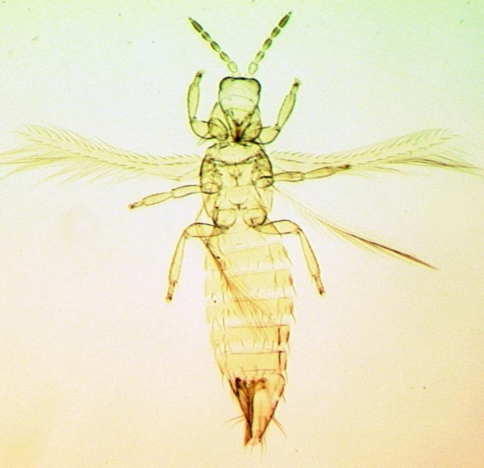 Самка пальмового трипса