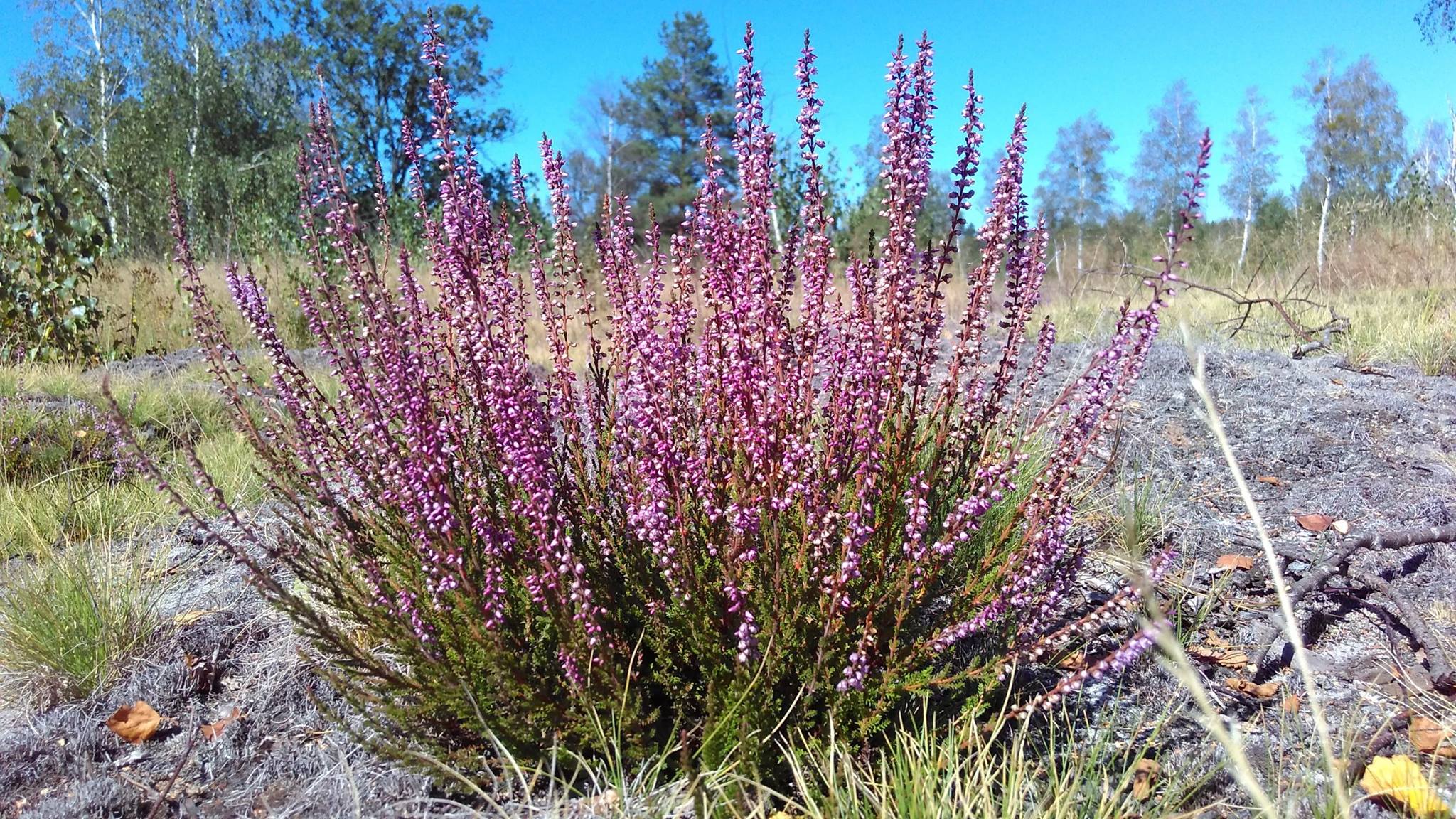 Верес на українському Поліссі